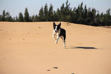 《戴森球计划》“进化的伊卡洛斯”更新 机甲自定义上线